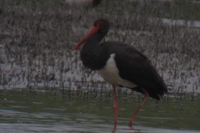 Cigogne noire