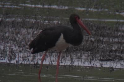 Cigogne noire