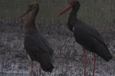 Cigogne noire