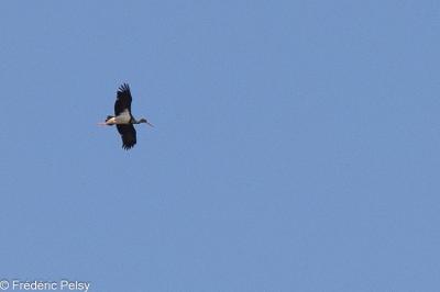 Cigogne noire