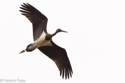 Cigogne noire