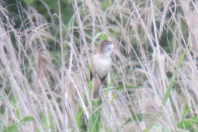 Acrocephalus arundinaceus