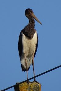 Cigogne noire