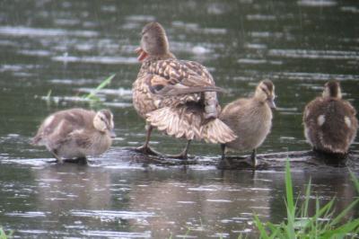 Canard chipeau