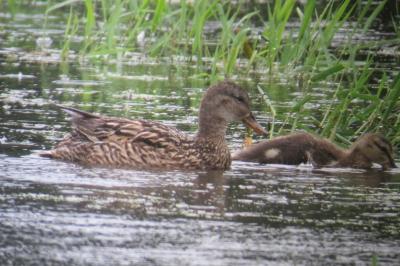 Canard chipeau