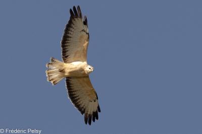 Buse variable