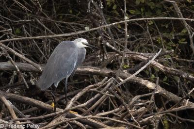 Aigrette des récifs