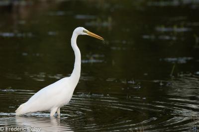 Grande Aigrette