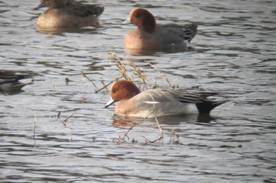 Canard siffleur