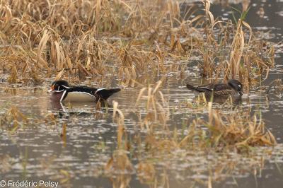 Canard carolin