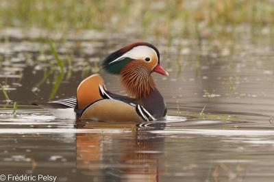 Canard mandarin