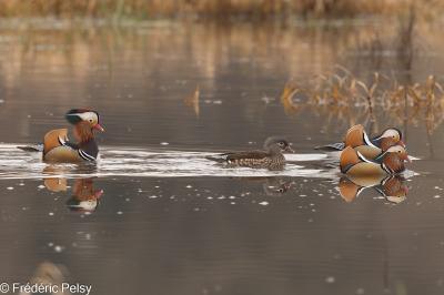 Canard mandarin