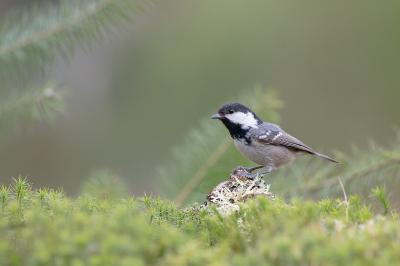 Mésange noire
