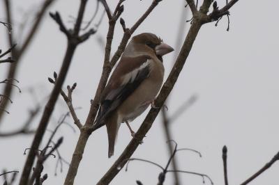 Coccothraustes coccothraustes