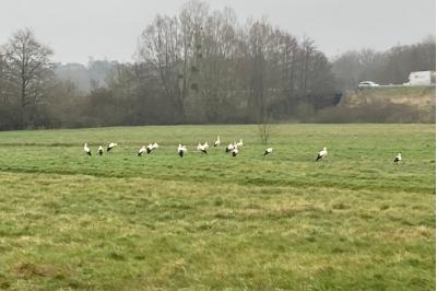 Cigogne blanche
