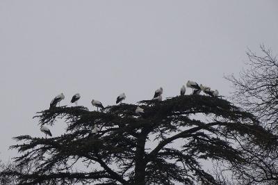 Cigogne blanche