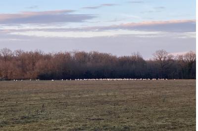 Cigogne blanche