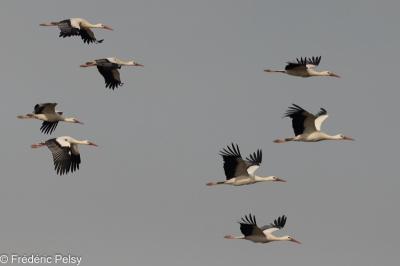 Cigogne blanche