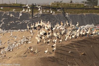 Cigogne blanche