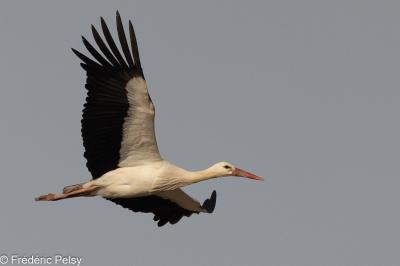 Cigogne blanche