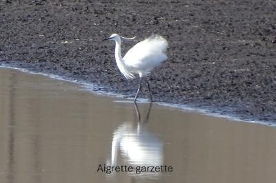 Aigrette garzette