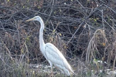 Grande Aigrette