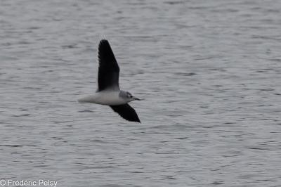 Mouette pygmée