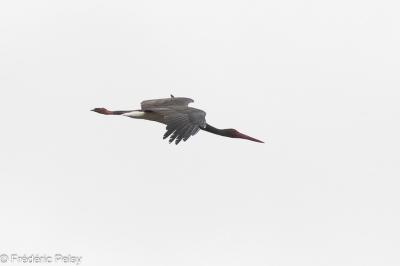 Cigogne noire