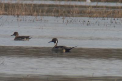 Canard pilet