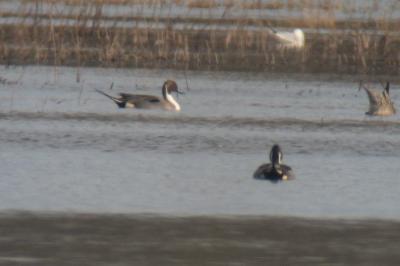 Canard pilet
