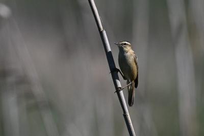 Phragmite des joncs
