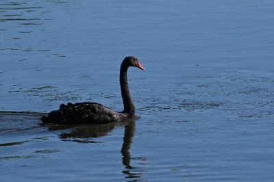 Cygne noir