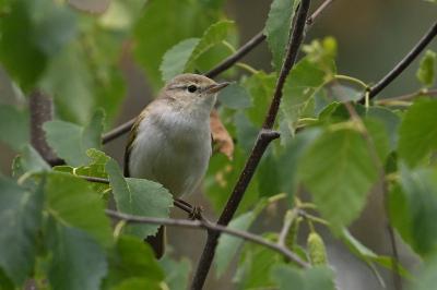 Phylloscopus bonelli