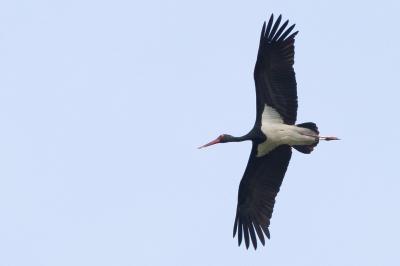 Cigogne noire