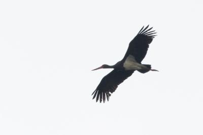 Cigogne noire