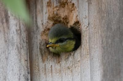 Mésange bleue