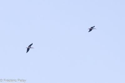 Cigogne noire