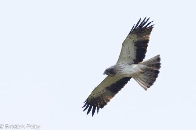 Aigle botté