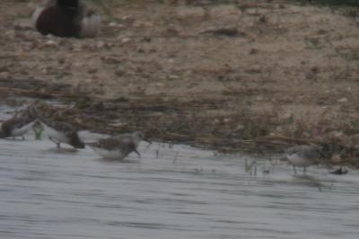 Bécasseau sanderling