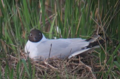 Mouette rieuse