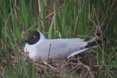 Mouette rieuse