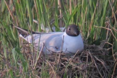 Chroicocephalus ridibundus