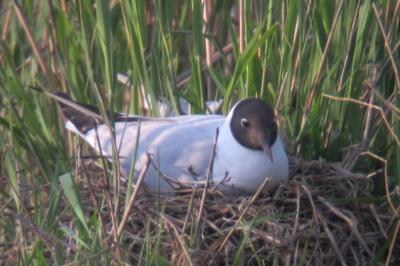 Mouette rieuse