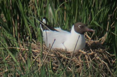 Mouette rieuse