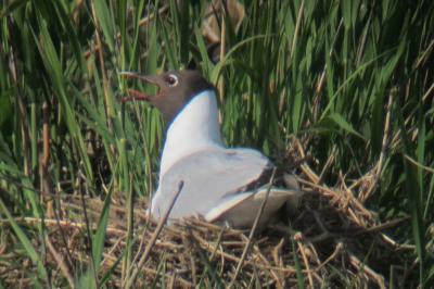 Chroicocephalus ridibundus