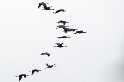 Grue cendrée