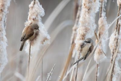 Rémiz penduline