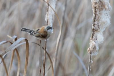 Rémiz penduline
