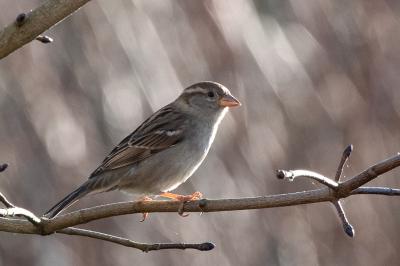 Moineau domestique