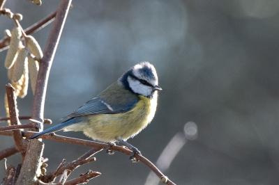 Mésange bleue